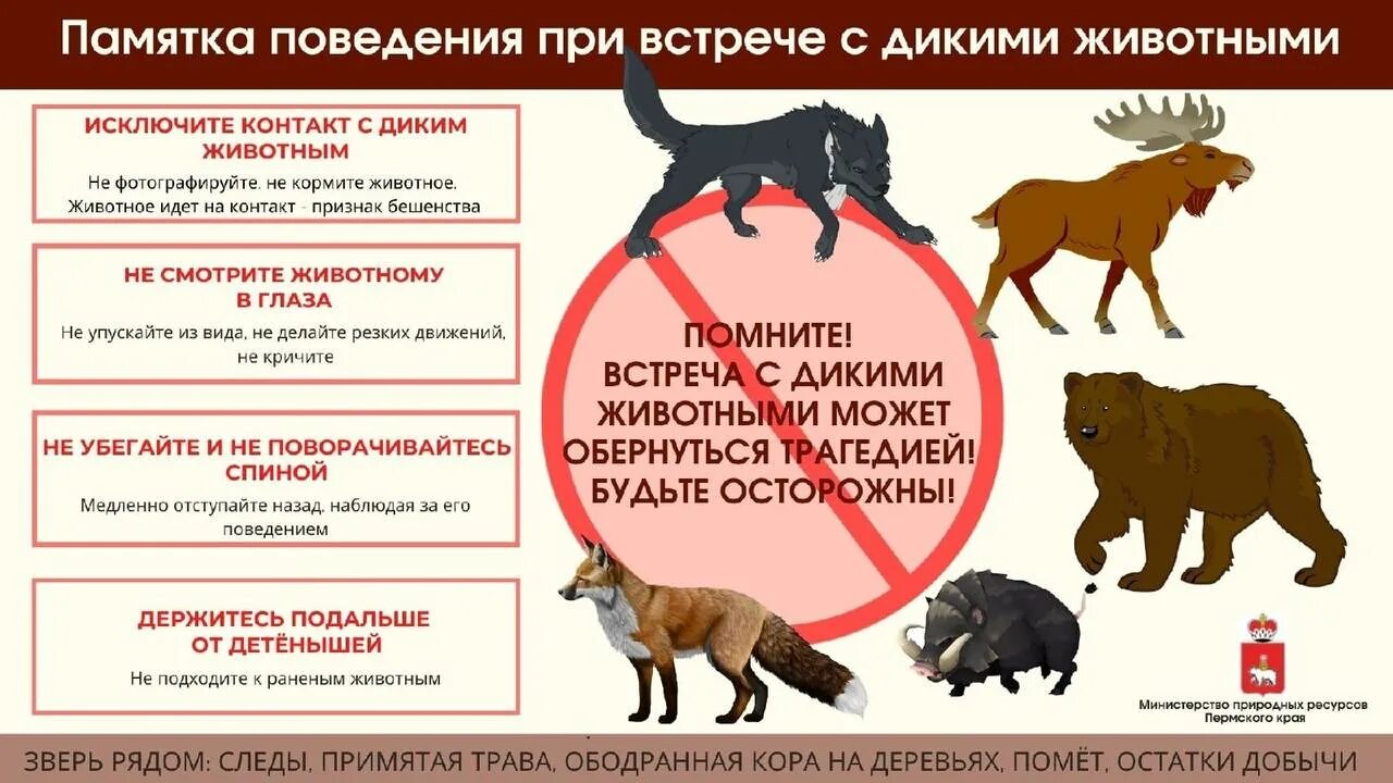 Минусы содержания домашних животных