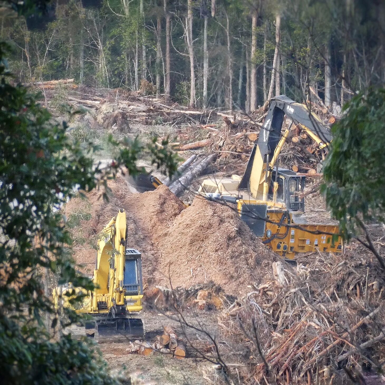 Clearing land