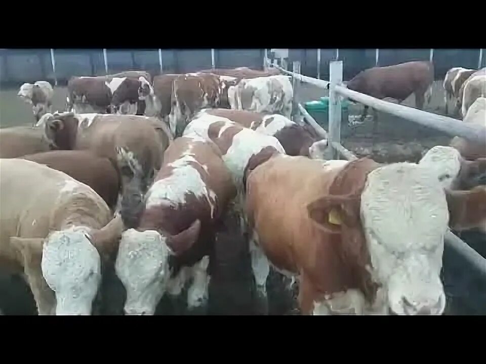 Коровы вологодская область. Порода герефорд бычки. Симментальская нетель. Коровы в карачаево черкесии. Авито кчр крс коровы.