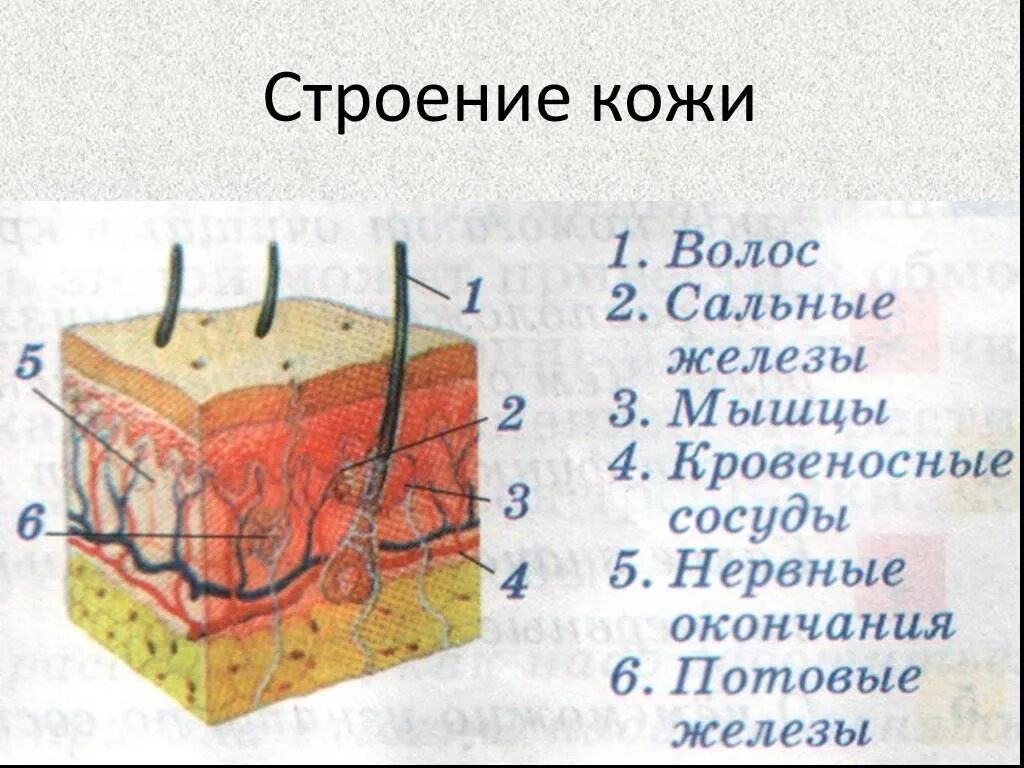 Слои кожи человека 3 класс 3 слоя. Три слоя кожи человека 3 класс. Кожа строение кожи 3кл. Структура кожи человека схема.