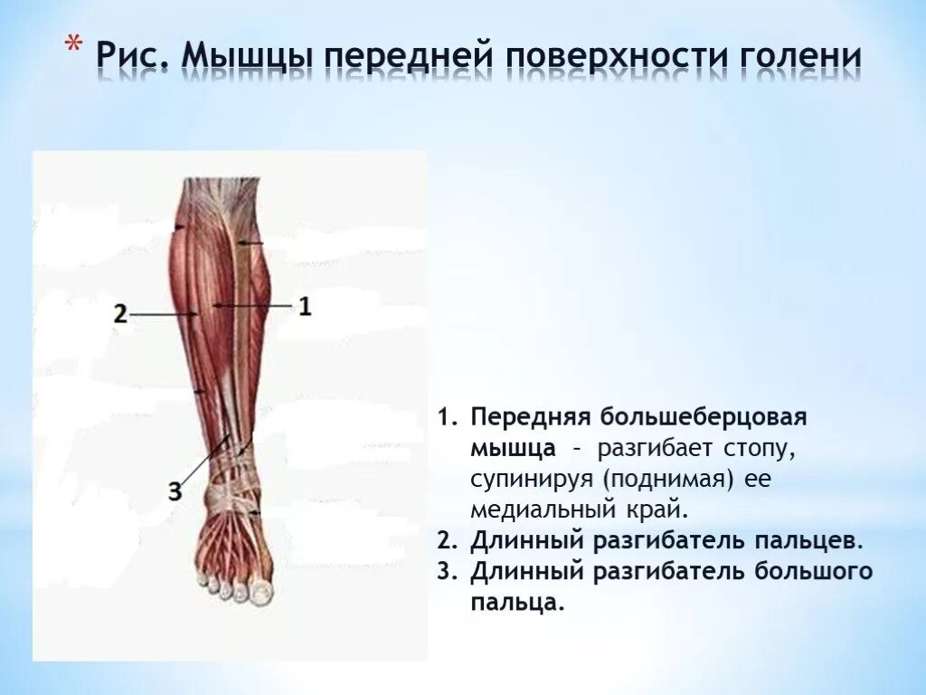 Длинный сгибатель стопы. Мышцы сгибатели голени анатомия. Мышцы разгибатели голени. Длинный разгибатель пальцев мышца голени. Медиальная группа мышц голени анатомия.