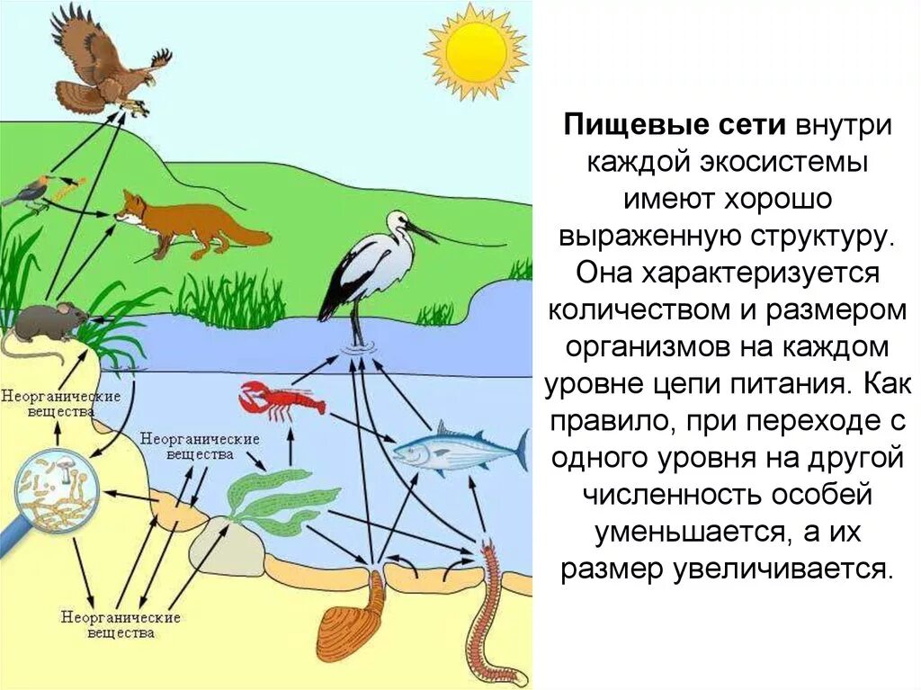 Сеть питания и пищевая цепь это в биологии. Схема цепи питания биогеоценоза. Цепи питания пищевые цепи в экосистеме. Пищевая сеть экосистемы. Пищевые связи в экосистеме презентация