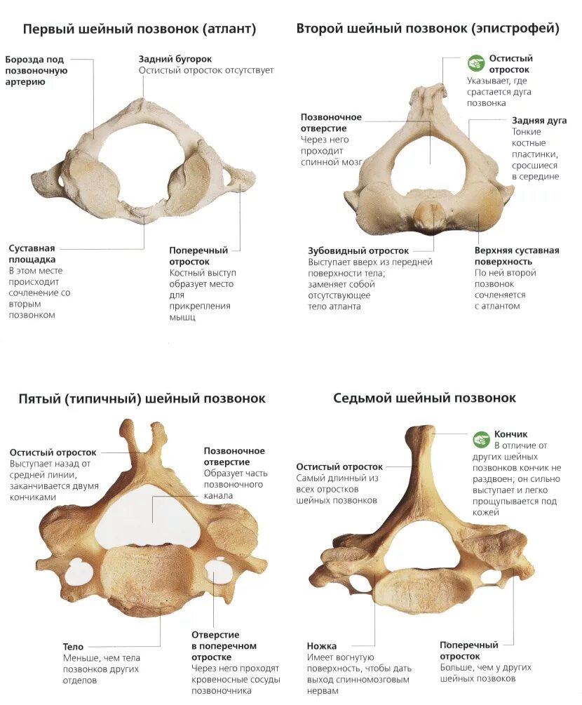 Характеристики позвонков шейного отдела. Шейные позвонки 7 шейный позвонок. Строение шейного позвонка человека анатомия. Поперечный отросток шейного позвонка. Строение первых шейных позвонков.