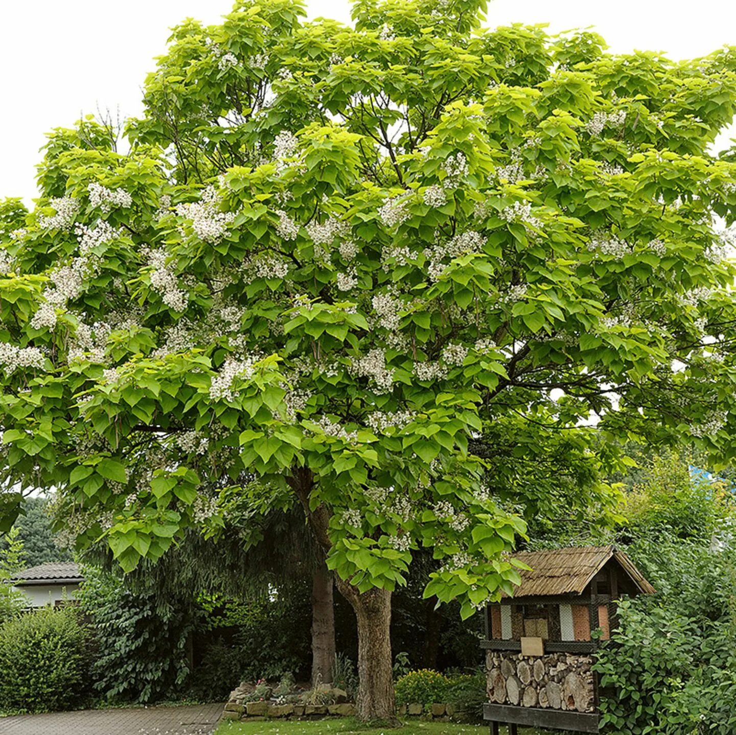 Катальпа бигнониевидная (Catalpa bignonioides). Катальпа дерево. Катальпа сиреневидная. Катальпа прекрасная. Катальпа дерево купить