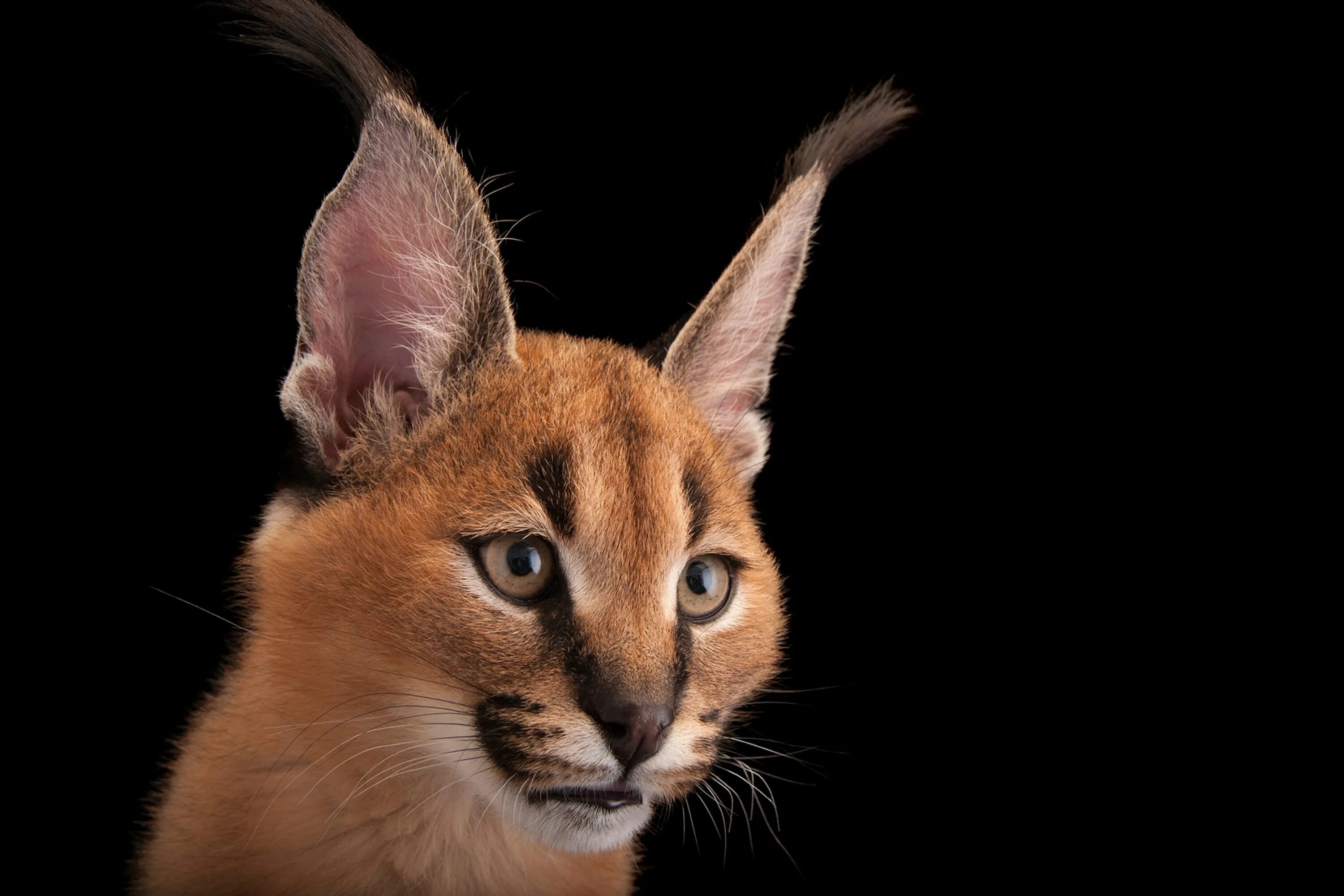 Red lynx ears. Зачем рыси кисточки на ушах. Каракал, пустынная рысь. Хорошо украшенные слышать уши рысьи кисточками. Уши рыси украшенные кисточками.