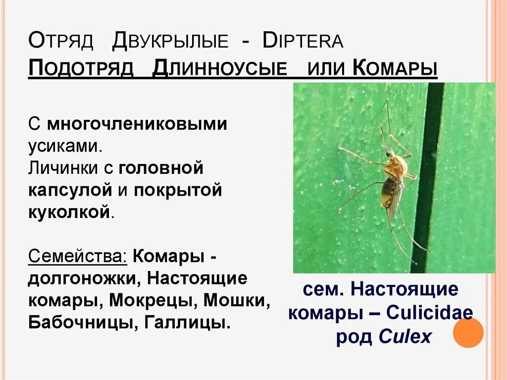 Комар какой отряд. Комар какой отряд
