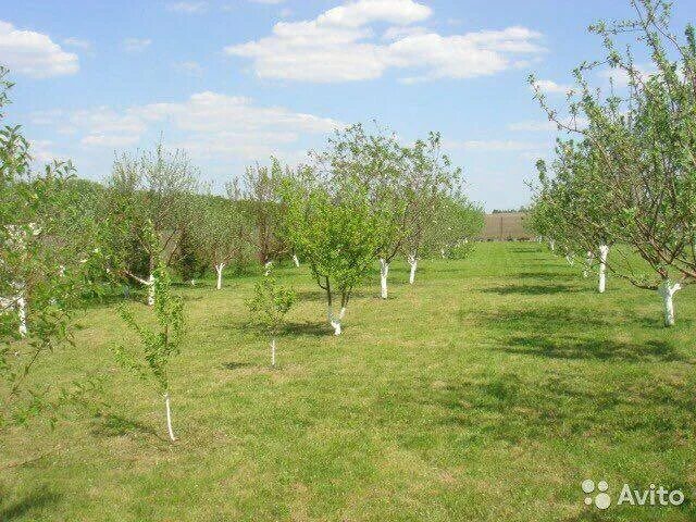 Село клюква. Курская область ,клюква, Введенское. С клюква Курского района. Клюква Курская область фото.