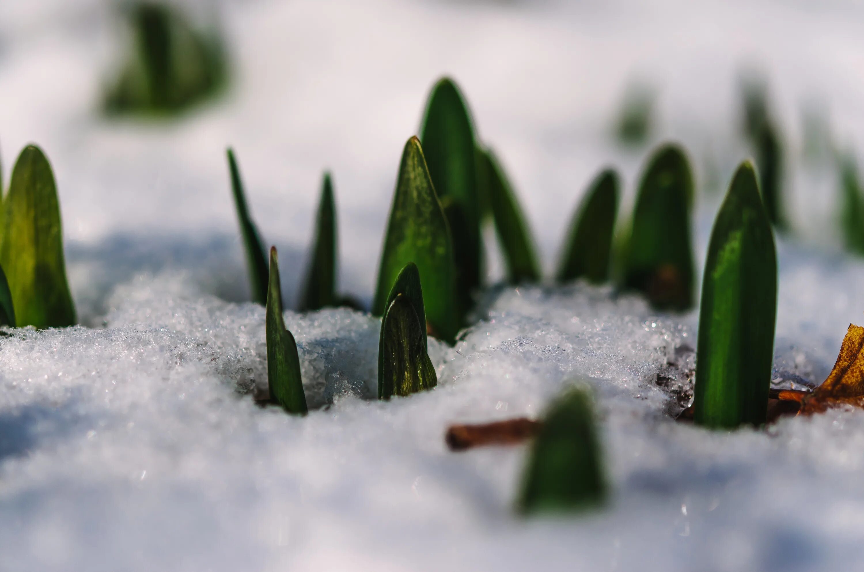 Где прячется снег. Растения под снегом. Трава под снегом. Растения зимой. Растения под снегом зимой.
