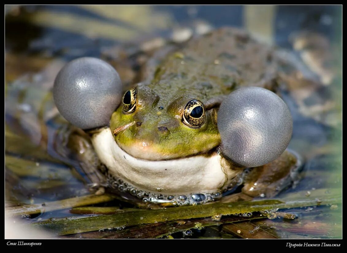 Исполни лягушку. Озерная лягушка самец. Лягушачье кваканье. Прудовая лягушка резонаторы. Озерная лягушка с резонаторами.