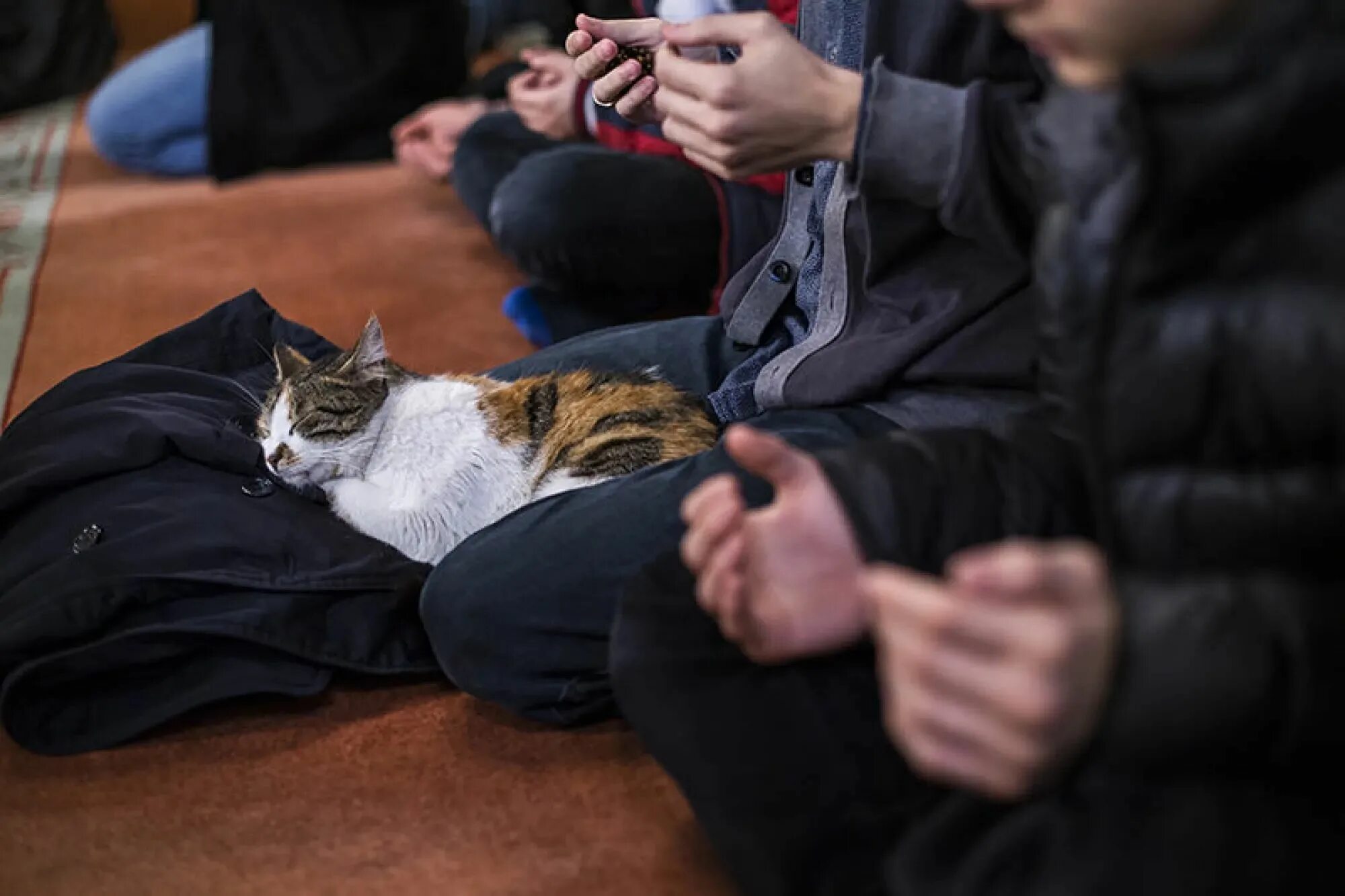 Мусульманский кот. Кот в мечети. Кошка в Исламе. Кошки в мечети Турции. Коты в Стамбуле.