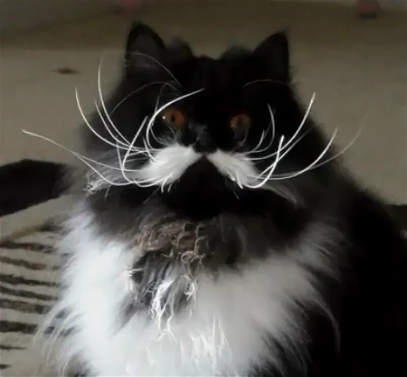 Белые усы у кошек. Усатый кот. Усы кошки. Кот с длинными усами. Усатая кошка