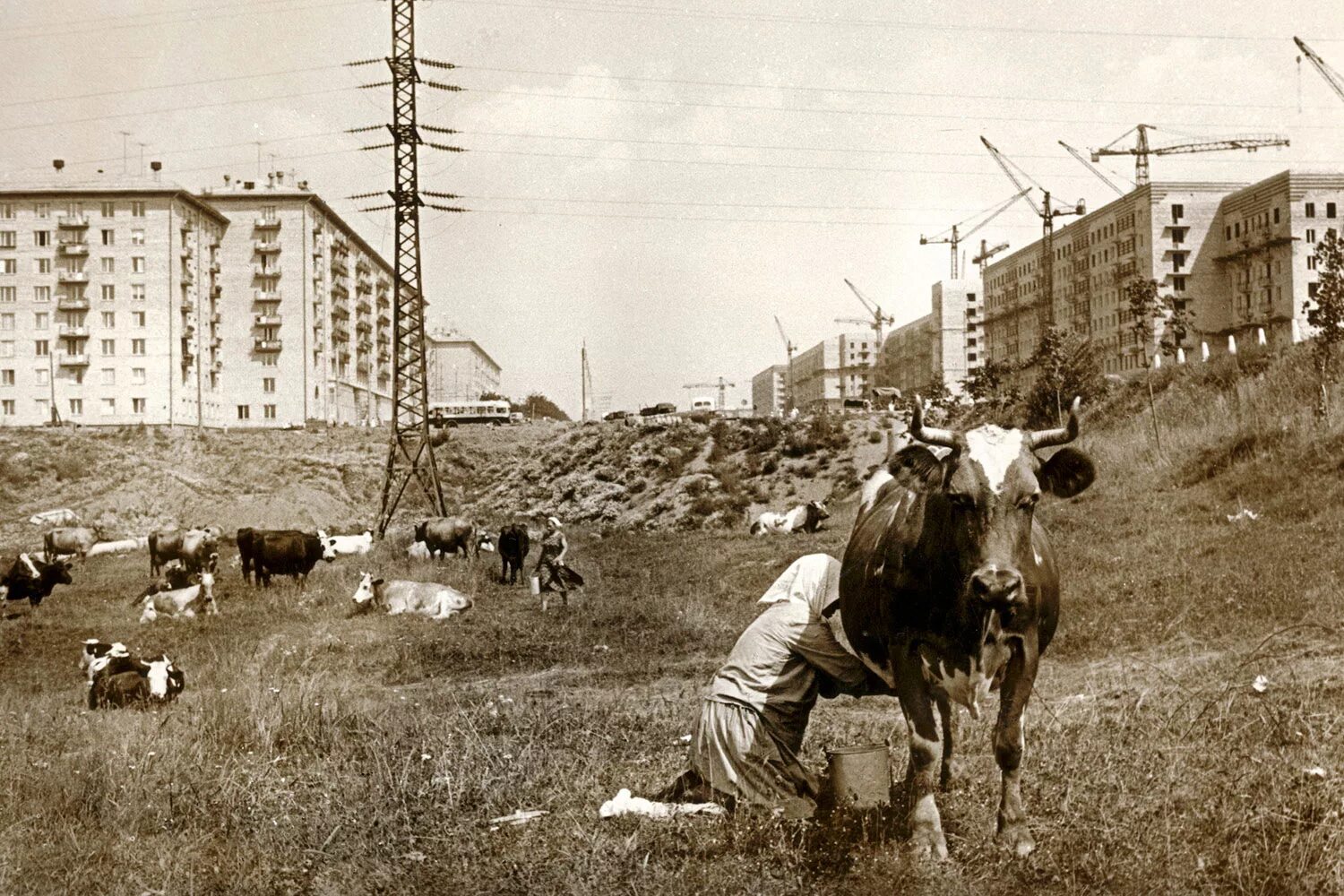 Деревня черемушки. Ленинский проспект 1950. Ленинский проспект 1959. Москва Черемушки 1950. Черемушки Москва 1960е.