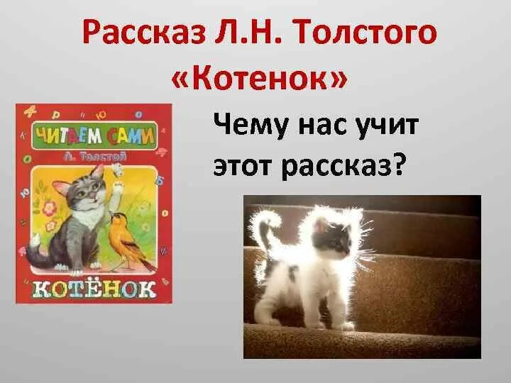 В каких литературных произведениях был котенок. Рассказ котенок. Толстой л. "котенок". Произведение Толстого котенок. Лев Николаевич толстой котенок.