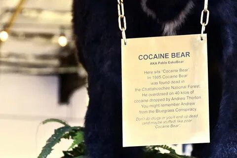 Bear предложение