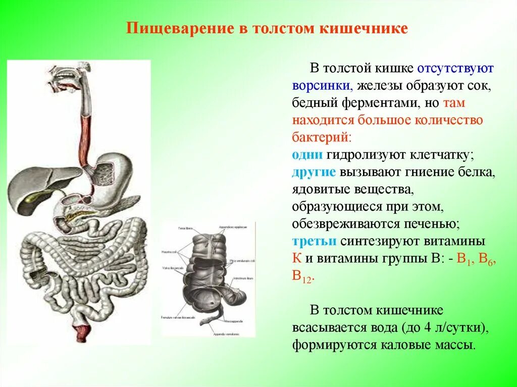 Какой сок в толстом кишечнике. Пищеварение в толстом кишечнике. В толстом кишечнике отсутствуют. Белки в толстом кишечнике. Пищеварение в толстой кишке.