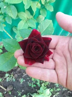 Answer rose