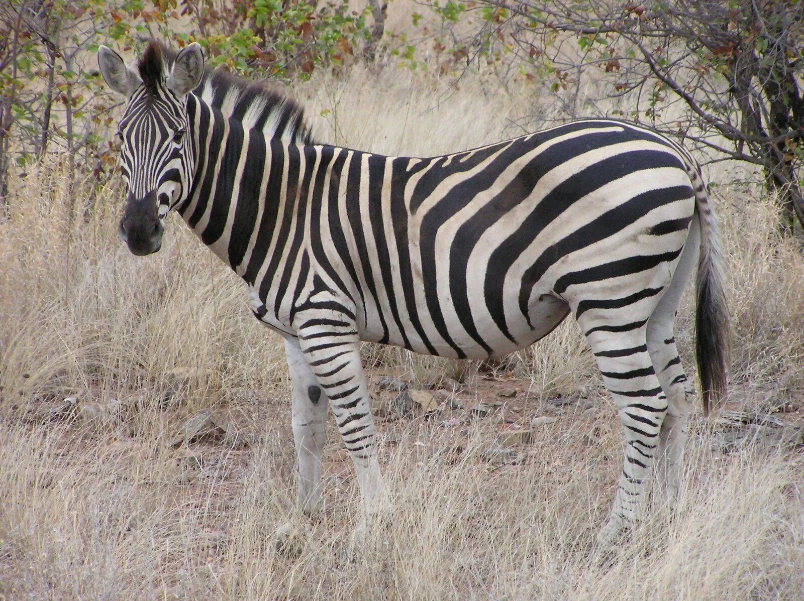 Вроде зебры. Пустынная Зебра. Окрас зебры. Зебра белая в черную полоску или черная в белую полоску. Расчленяющая окраска животных.