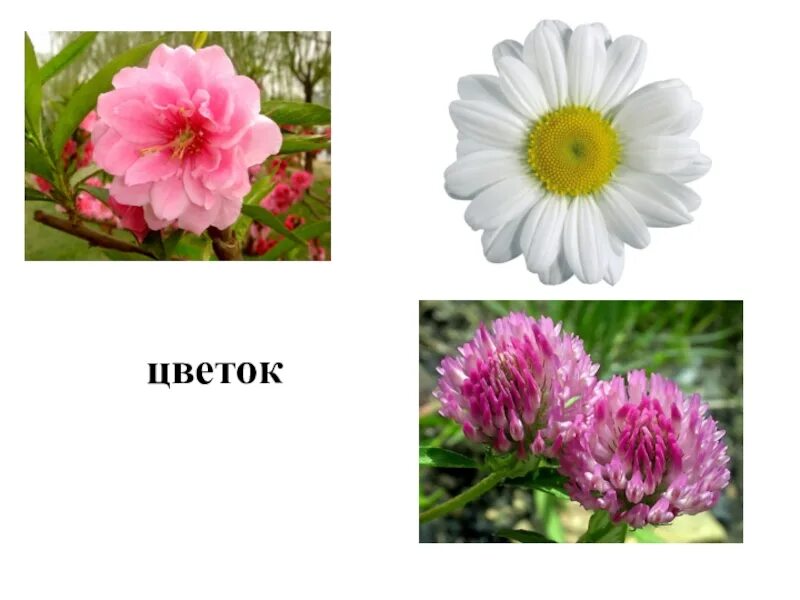Разные цветы точно по времени. Разные растения. Разные цветы. Разные цветы вместе. Картинки цветы разные виды.