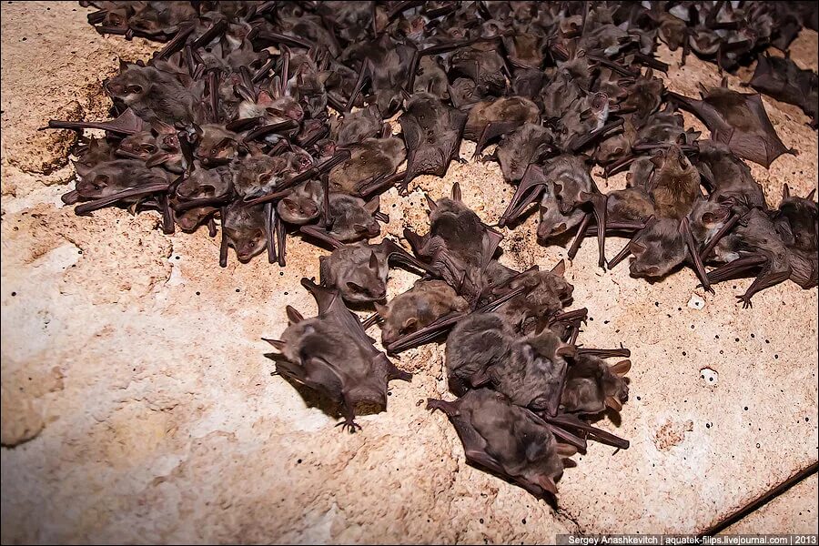 Летучая мышь вампир черная. Летучая мышь вампир черная. Листонос гриффина летучая мышь. Бульдоговая летучая мышь. Нашествие летучих мышей в австралии.