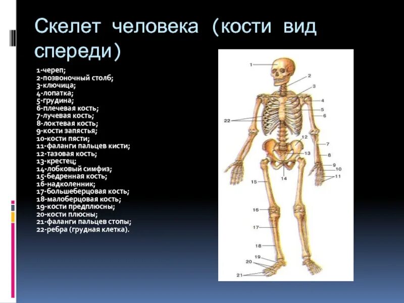 Выберите особенности строения скелета изображенного на рисунке. Подписать кости скелета туловища. Осевой скелет череп. Скелет с названиями костей. Название всех костей человека.