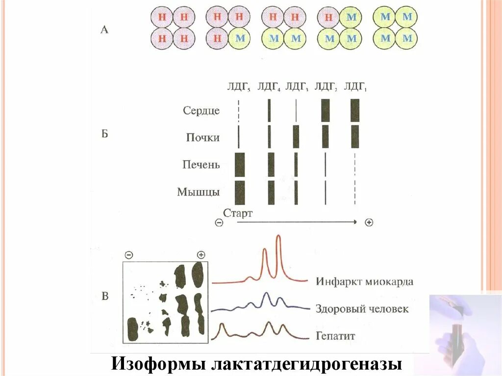 Фермент лдг. Изоферменты лактатдегидрогеназы (ЛДГ). Строение изоферментов ЛДГ. ЛДГ фермент биохимия. Строение лактатдегидрогеназы.