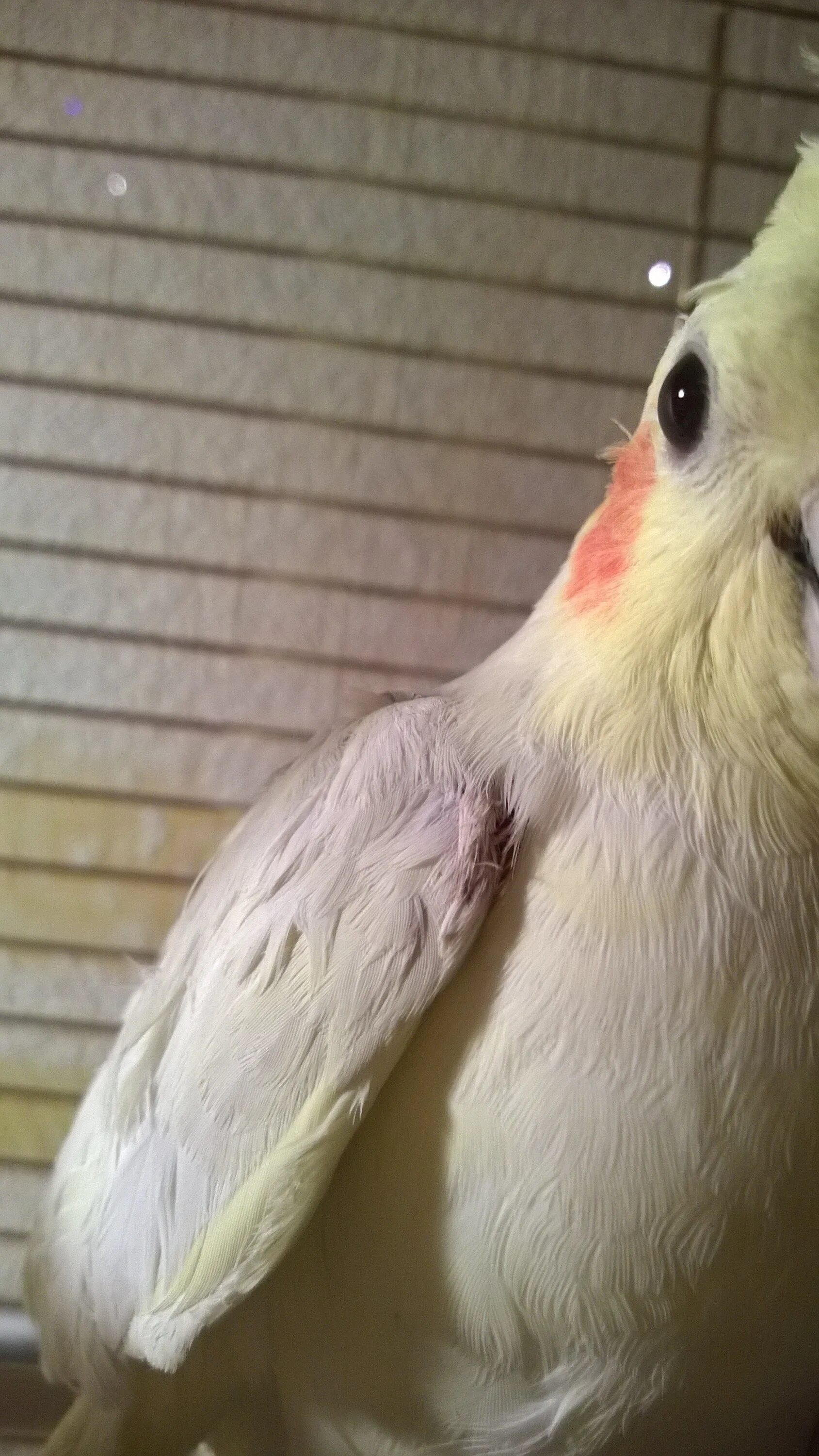 Попугай чихает корелла. Попугай корелла поет. Свист для попугая кореллы. Свист для попугая кореллы. Пение попугаев корелла.