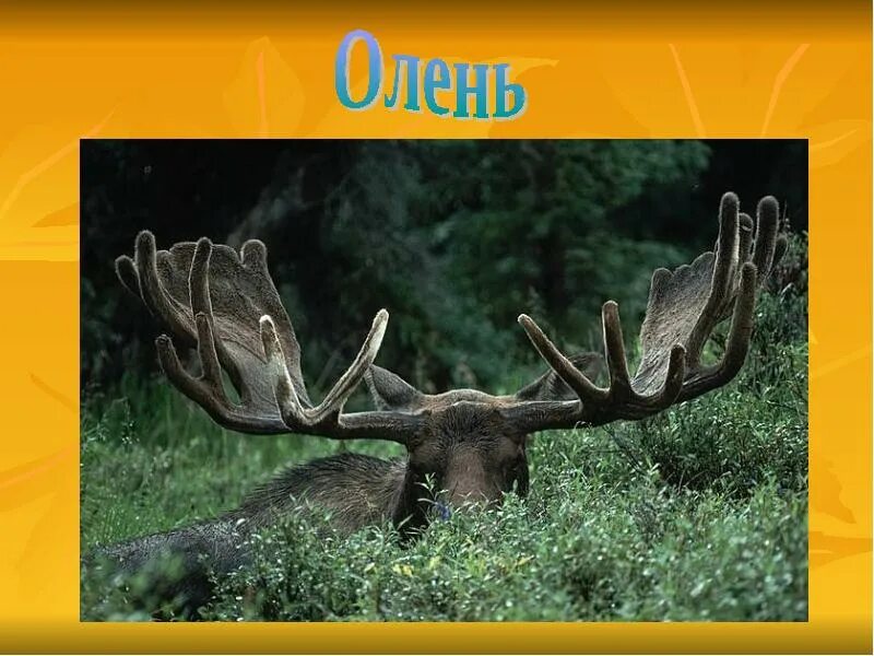 Лось питается. Лосиха летом. Лось в кустах. Рацион лося. Сохатый лось.