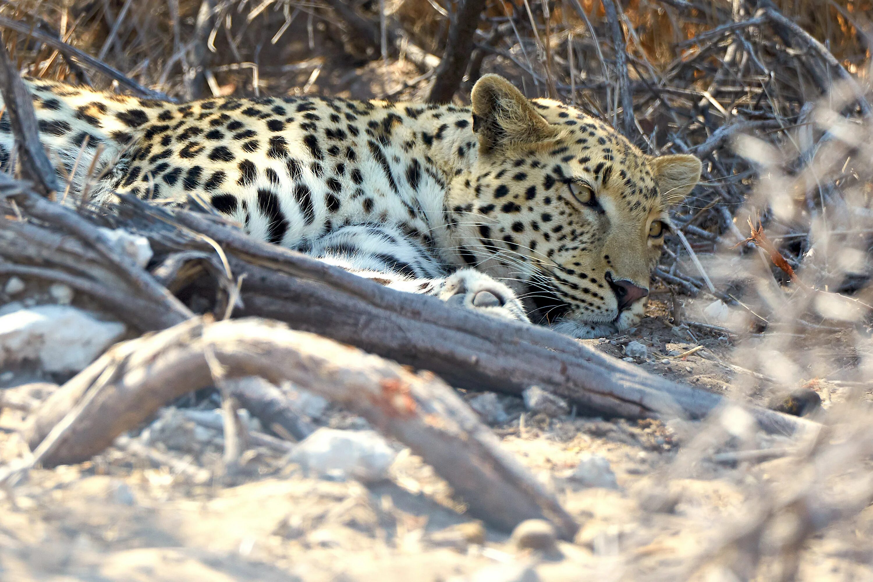 Леопард женского рода. Индия леопард 2019. panthera pardus pardus. сон леопард серый. леопард с длинным телом.