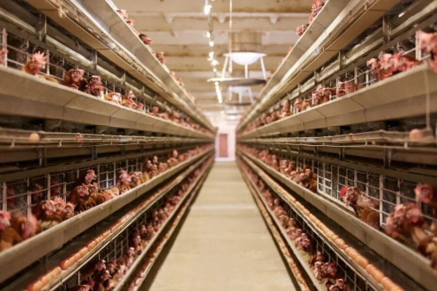 Новосибирская птицефабрика станция евсино. Новосибирск лебедёвская птицефабрика. Птицефабрика евсино. Новосибирская птицефабрика евсино 2 площадка. Первомайская птицефабрика краснодарский край.