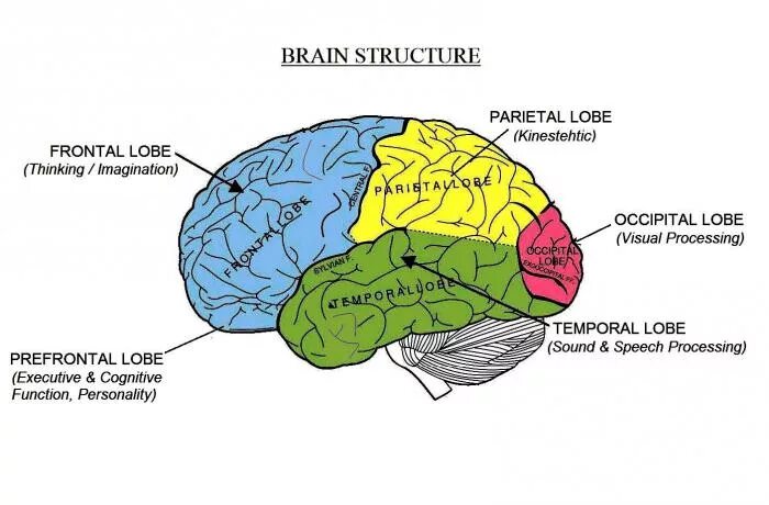 Строение мозга. Доли и отделы головного мозга. Структуры головного мозга. Строение головного мозга доли.