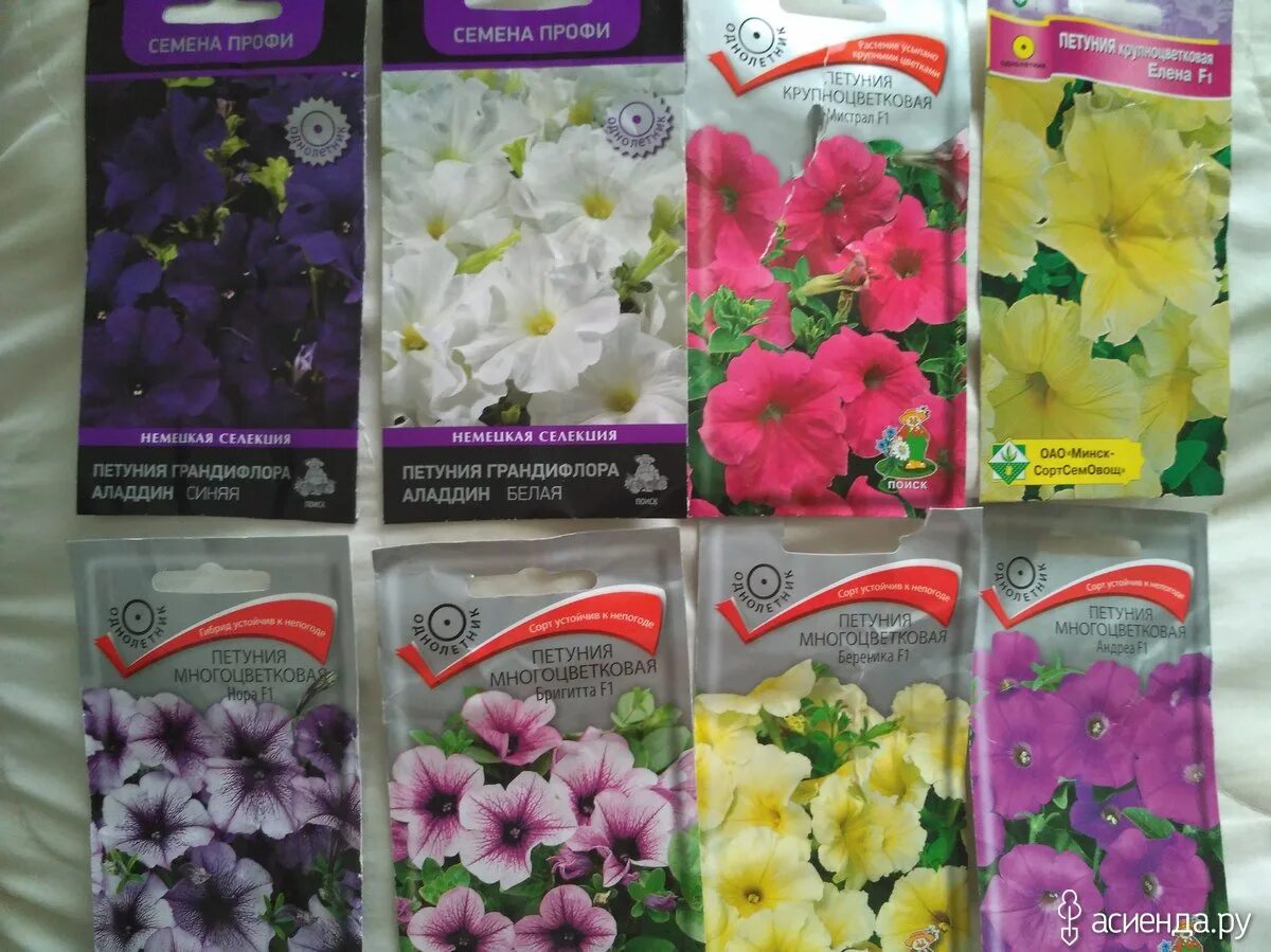 профсемена соло белла. интернет магазин профессиональных цветов. интернет магазин профессиональных цветов. профсемцвет семена цветов интернет магазин. профсемцвет черенки.