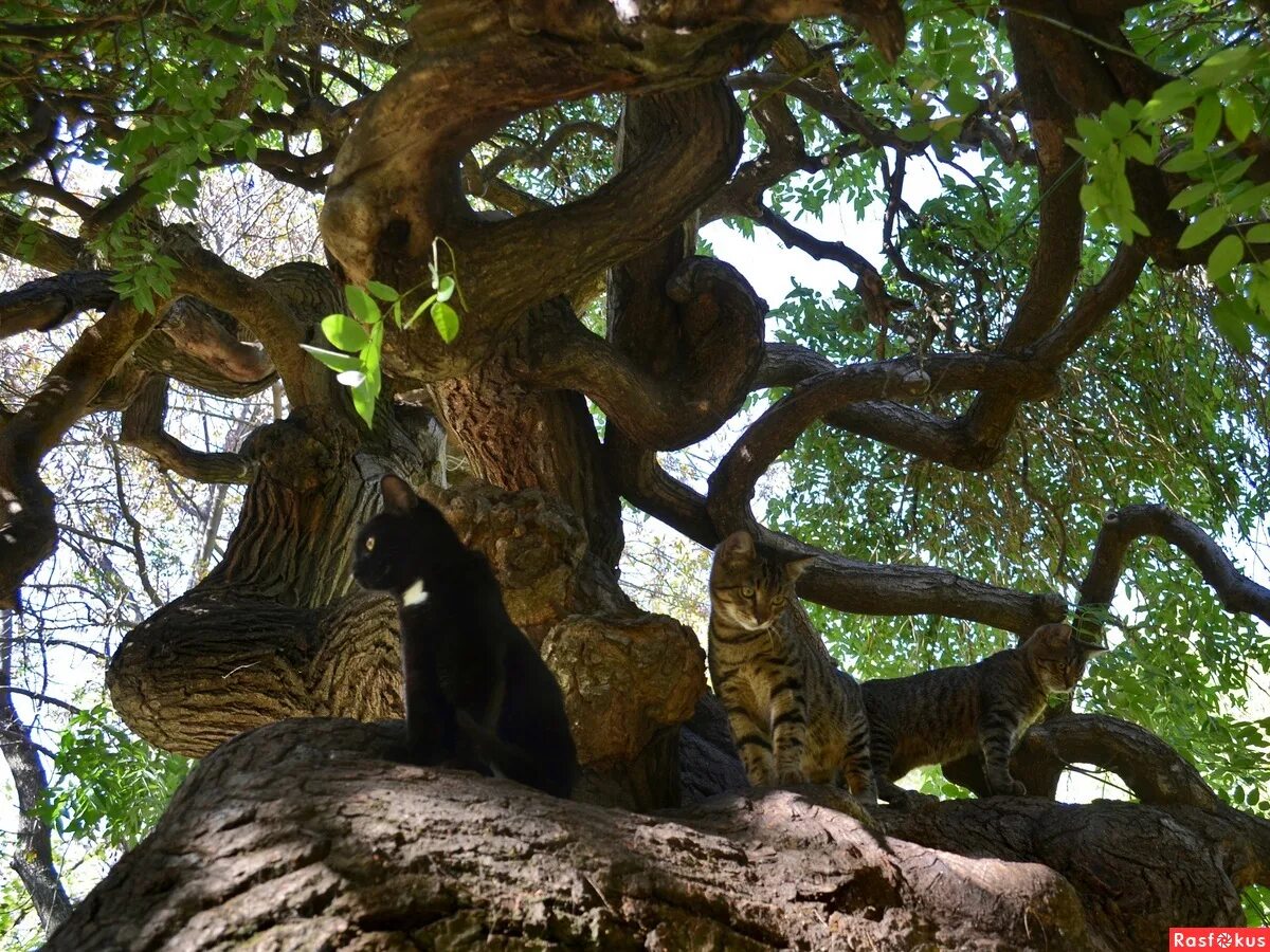 Где стоит дуб зеленый. Пушкин у Лукоморья дуб. У Лукоморья дуб зеленый парк. Парк Лукоморье ученый кот. Сочи парк дуб Лукоморье.