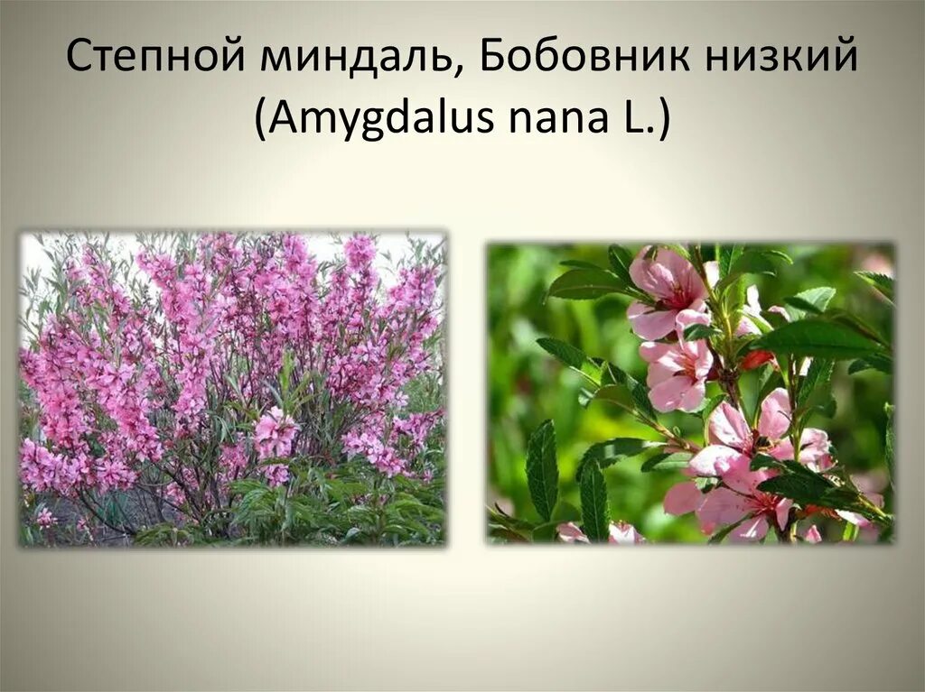 Миндаль степной фото и описание кустарника Prunus tenella fresh seeds, Dwarf Russian almond, Almond seeds Oreshka seeds