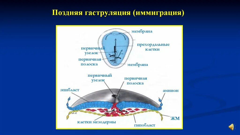 Образование первичной полоски происходит через