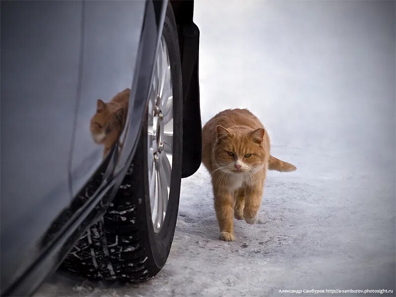 кот в машине. кот на игрушечной машине. шарики атакуют мою машину. оберегайтесь автомобиля. котик на мерседесе.