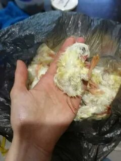 Сколько сейчас стоят цыплята