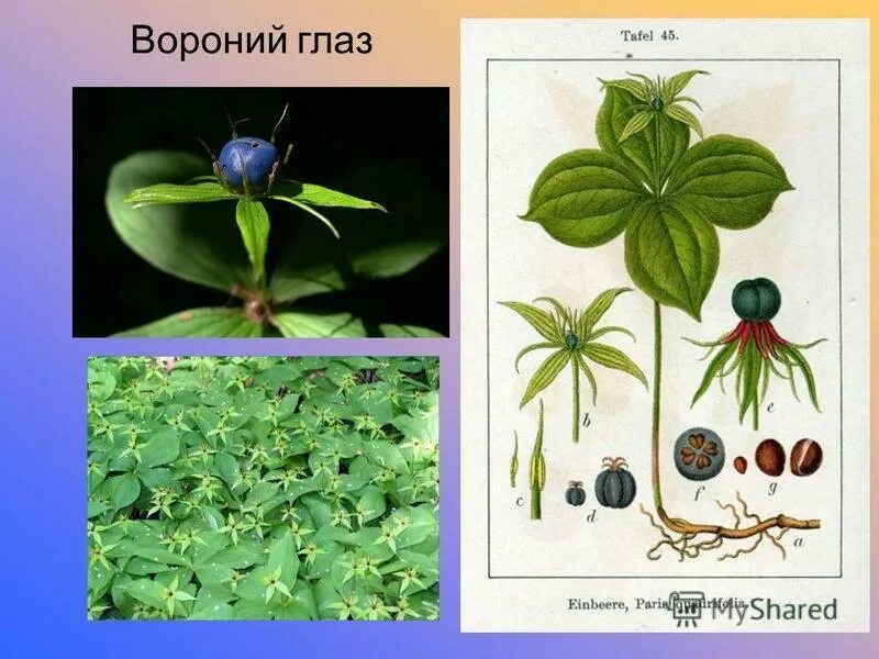 вороний глаз атлас определитель 3 класс. вороний глаз ядовитое растение. вороний глаз листья. вороний глаз окружающий мир. о лесных опасностях вороний глаз про ягоды.