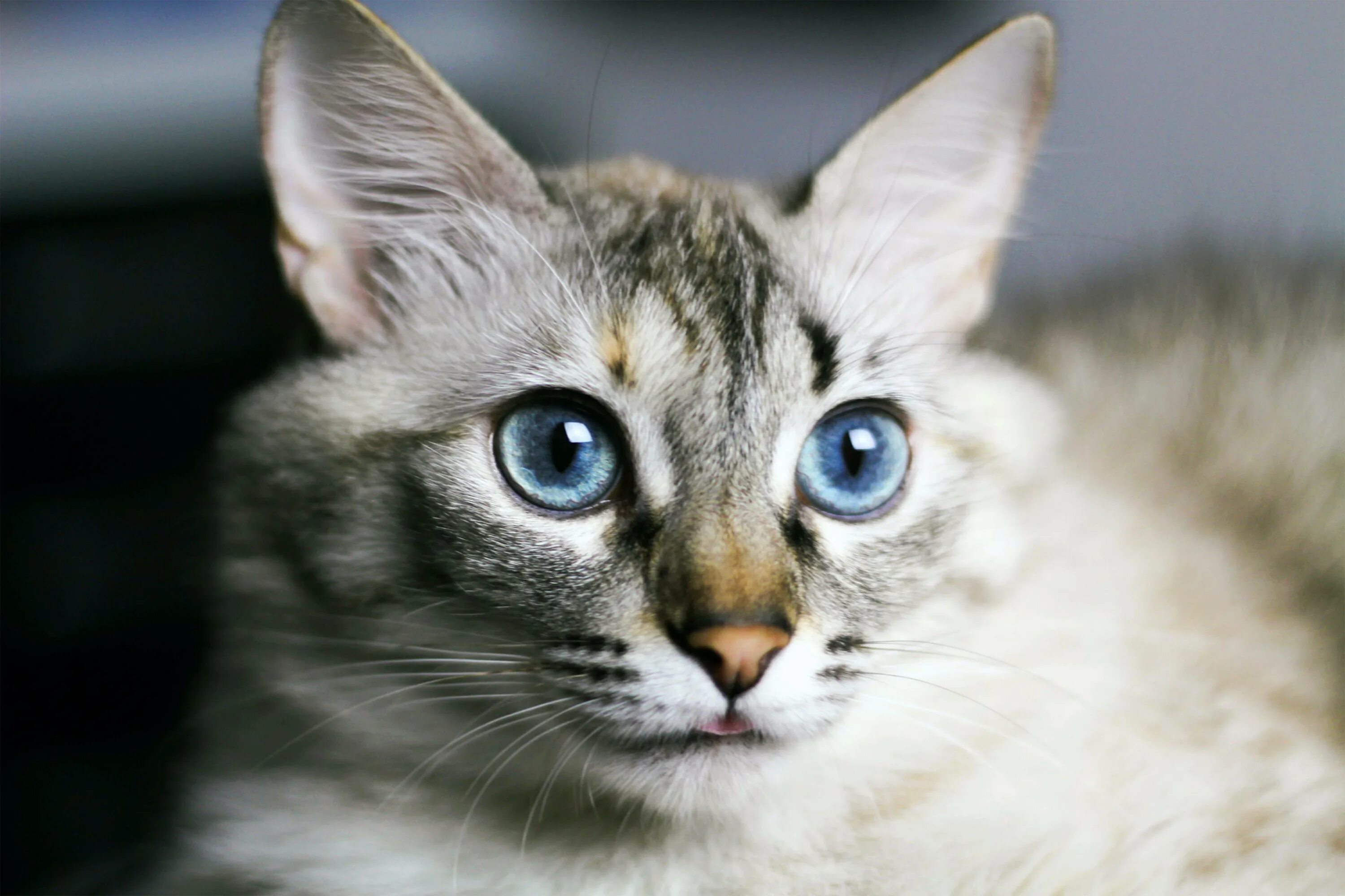 Породы котов с голубыми глазами. Охос азулес кошка. Порода Охос азулес. Алтайская голубоглазка Охос азулес. Охос азулес кошка длинношерстная.