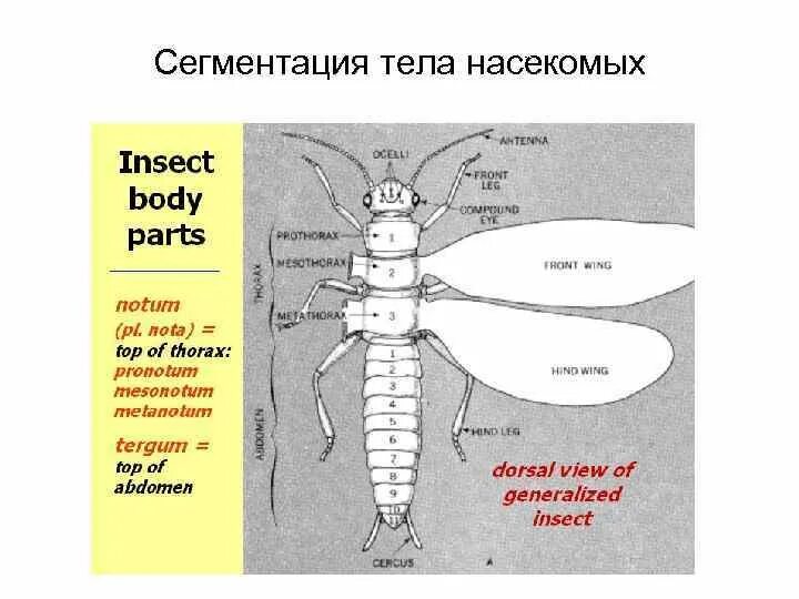Сегменты тела насекомых. Сегментированное тело насекомого. Сегментация насекомых. Наружная сегментация тела насекомых. Сегментированное тело у каких