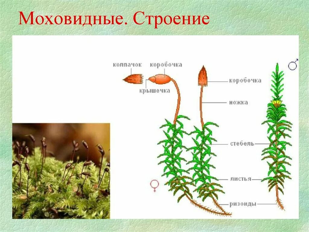 Кукушкин лен строение коробочки. Моховидные споровые растения. Строение мха Кукушкин лен. Строение моховидных растений 7 класс.