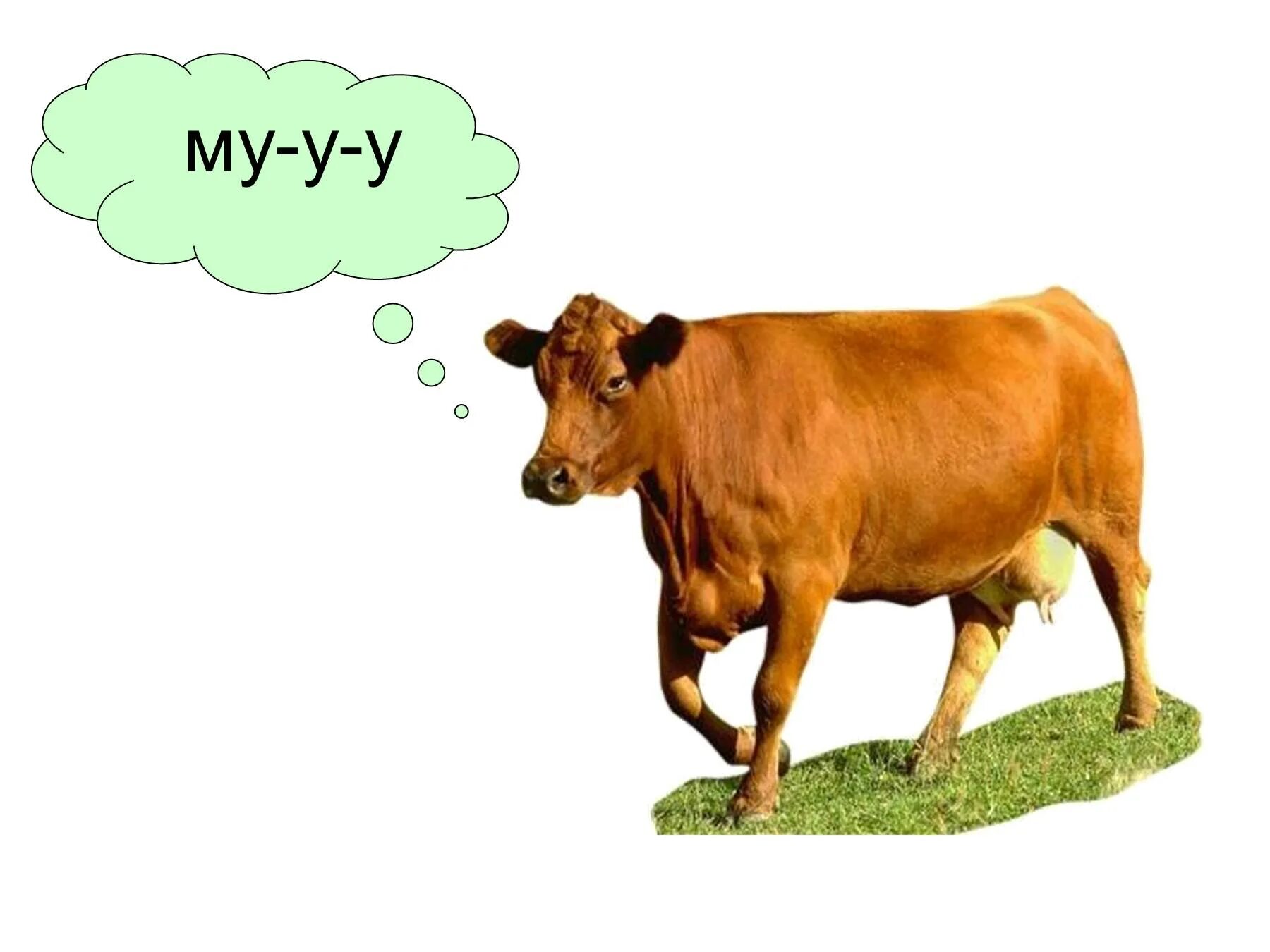 Звук издает корова. Корова мычит. Корова му. Корова мууу. Домашние животные корова.