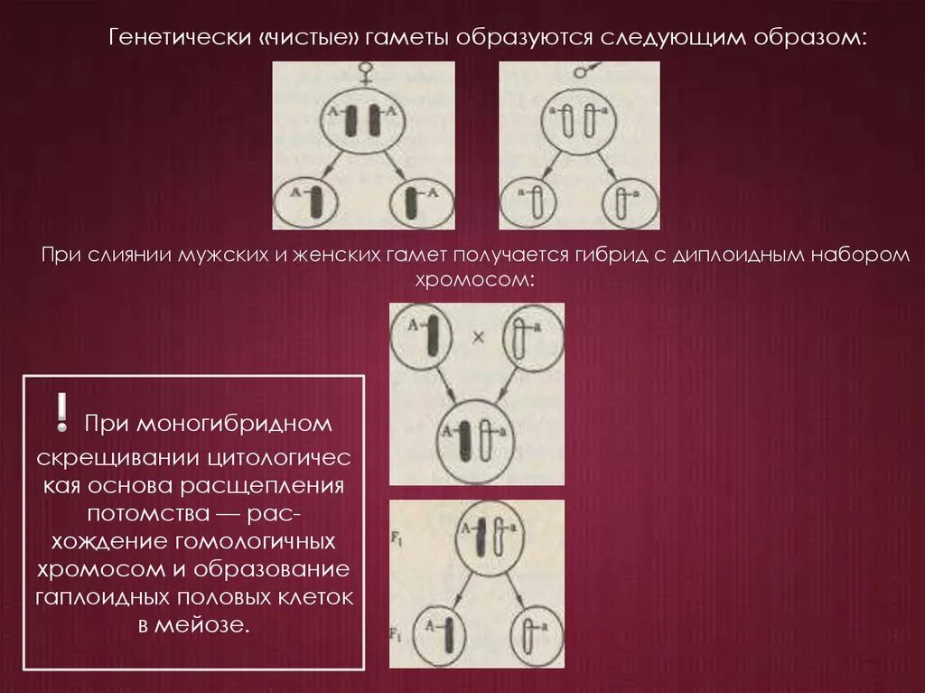 Генетически чистые линии. Схема образования генетически чистых гамет. Законы Менделя. Образование гаплоидных гамет. Моногибридное скрещивание.