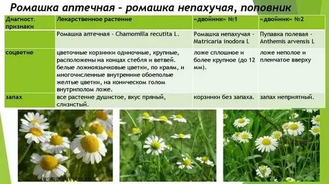 Ромашка в систематике