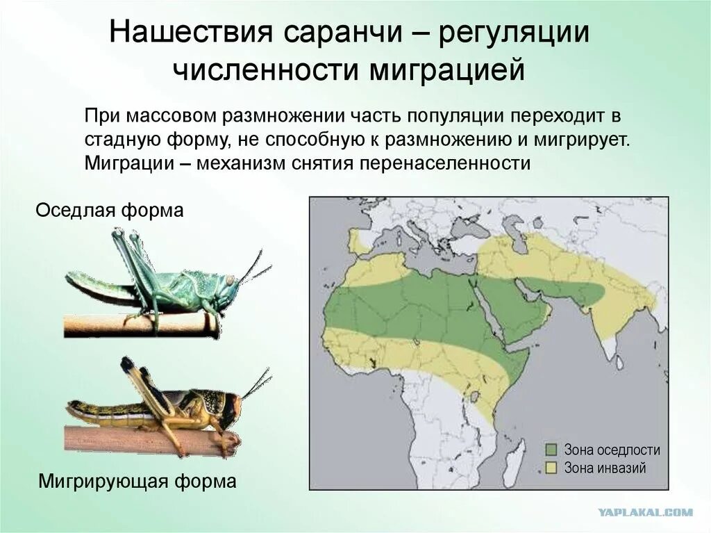 Миграция как фактор эволюции примеры. Миграция популяции. Миграция саранчи. Изменение и регуляция численности популяции. Изоляции миграции