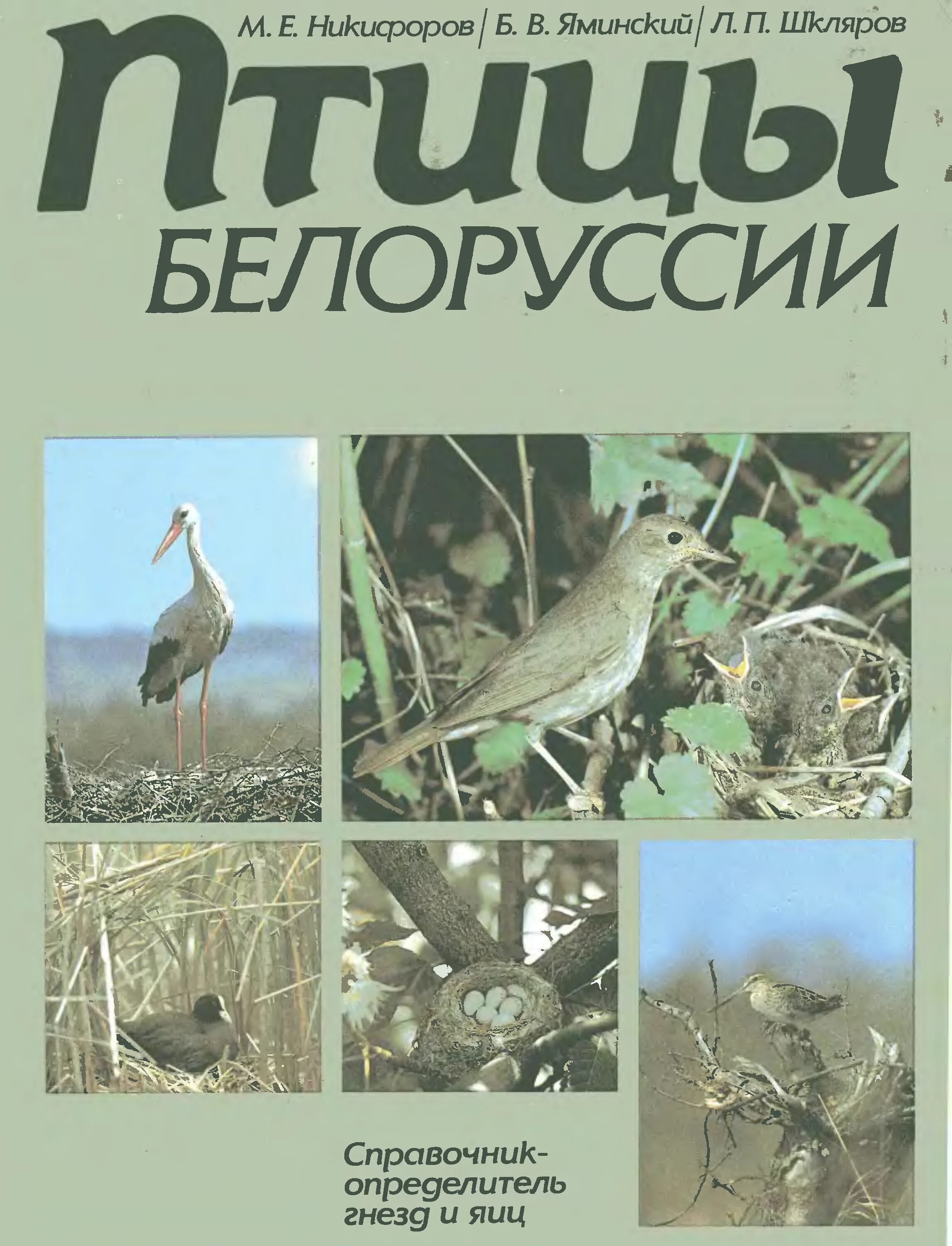 Птица в беларуси в городе. Птицы беларуси книги. Птицы красной книги беларуси. Информация о глухаре. Птицы беларуси книга.