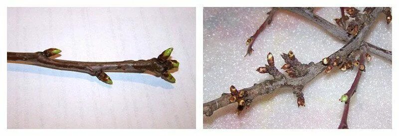 Цветочные почки на черешне. Почки плодовых деревьев. Цветочные почки на черешне. Цветовые почки на груше. Образование плодовых почек на яблоне.