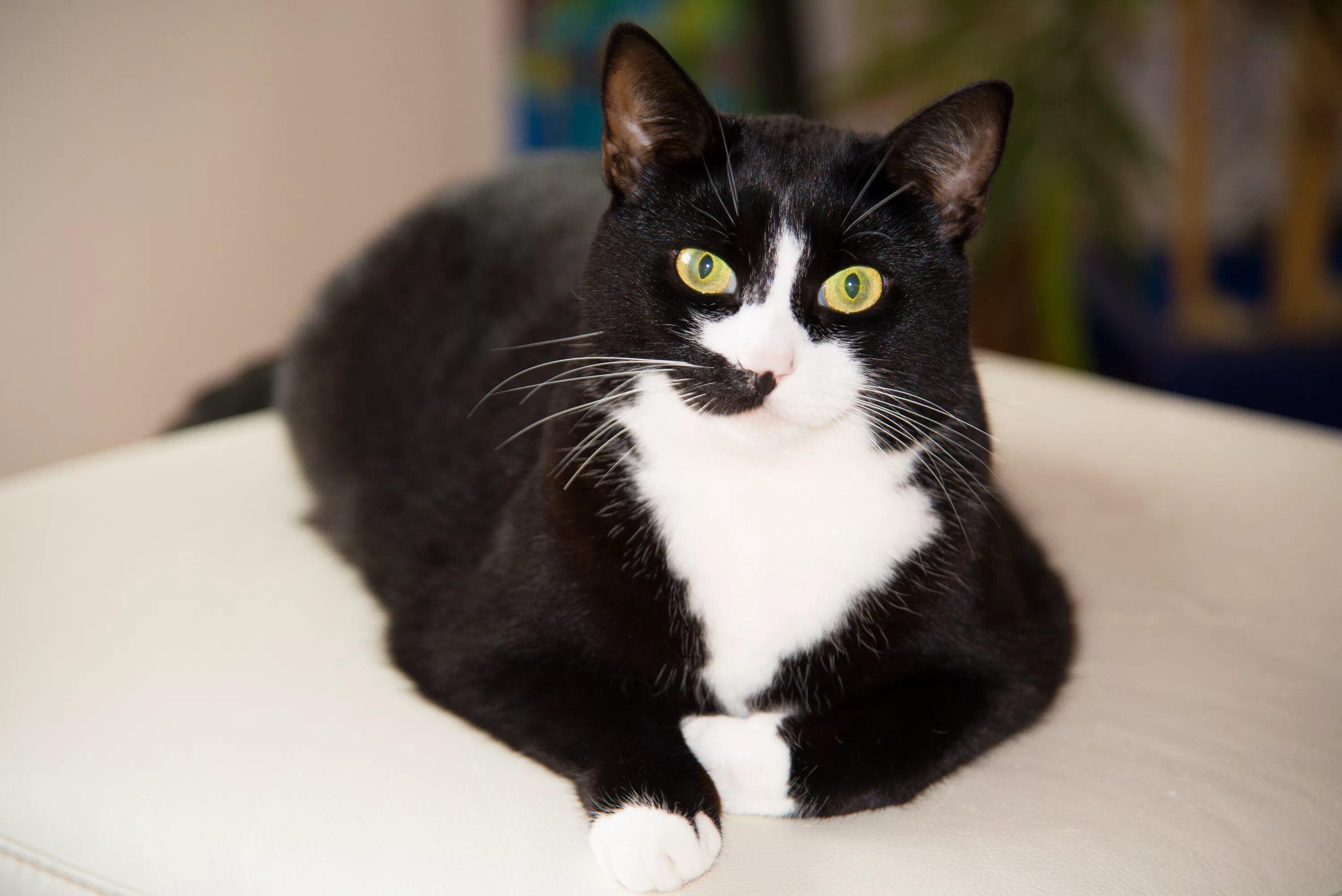 Tuxedo cat