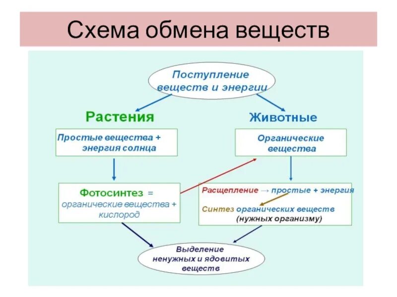 Вещества образующиеся при обмене веществ. Схема обмена веществ в организме человека 8 класс. обмен веществ схема биология. схема обмена веществ живых организмов. обмен веществ и энергии в клетке схема.