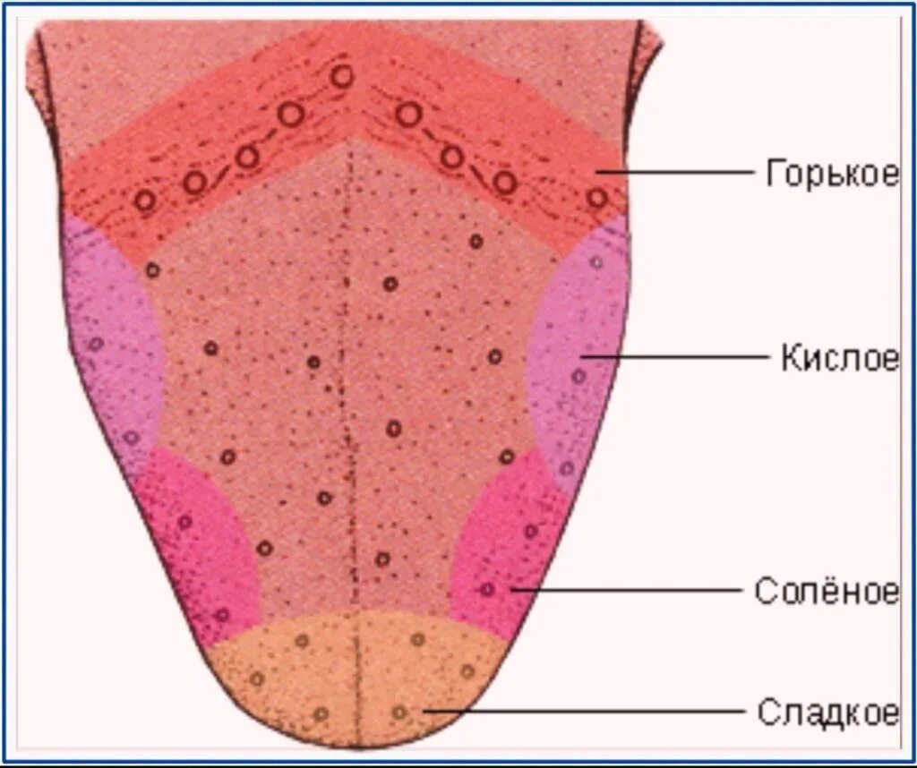 Строение языка вкусовые рецепторы. Вкусовые рецепторы на языке человека. Рецепторы языка человека схема. Рецепторы языка схема вкусовые рецепторы.