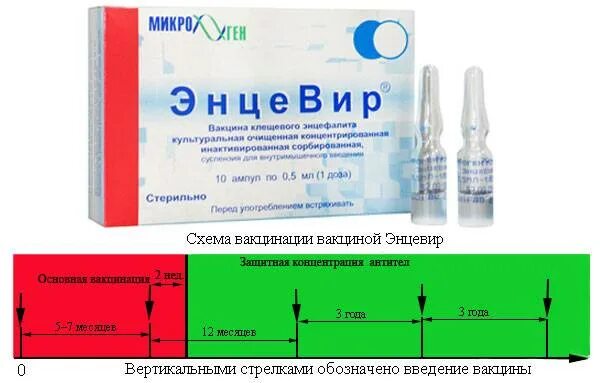 Сколько вакцин от клещевого энцефалита. Прививка против клещевого энцефалита схема вакцинации. Против клещевого энцефалита вакцина схема. Энцевир вакцина схема. Вакцина против клещевого энцефалита схема вакцинации.